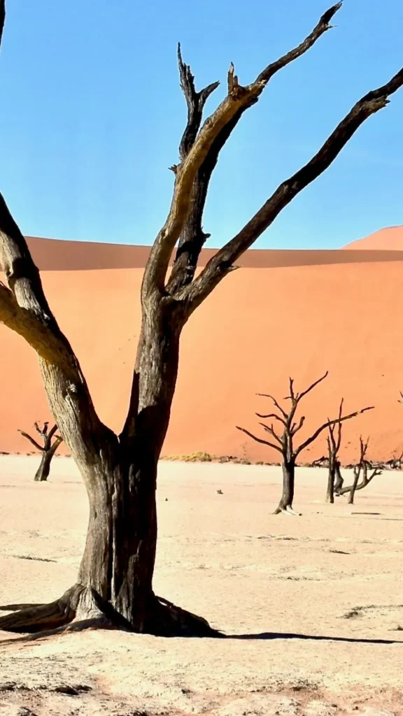 Which desert is home to the most diverse wildlife, including cheetahs, ostriches, and oryx?