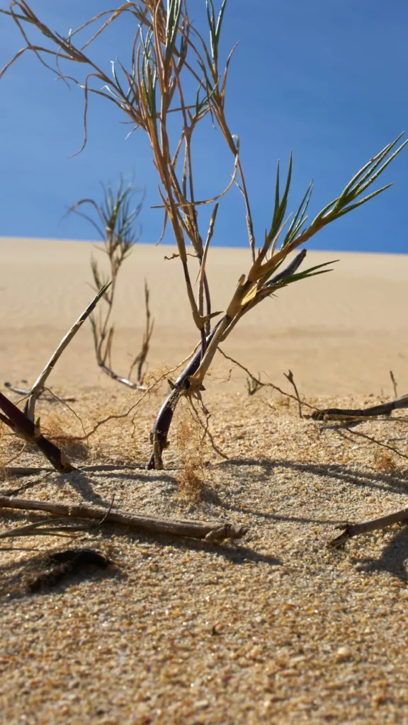 Quel phénomène naturel est exacerbé par le changement climatique et cause des vagues de chaleur plus intenses ?