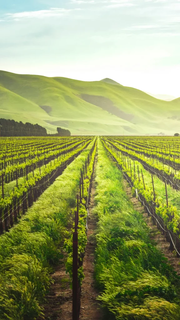 Quel rôle les cultures de couverture jouent-elles dans l&rsquo;agriculture durable ?