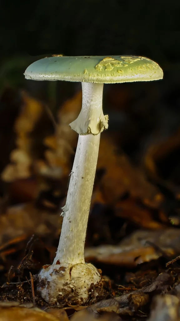Quel champignon est connu pour sa toxicité mortelle ?